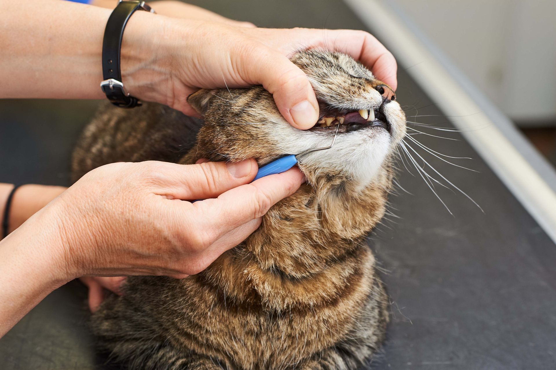 Zahnsodierung - Kleintierpraxis Dr. med. vet. Alexandra Dittus - Winterthur