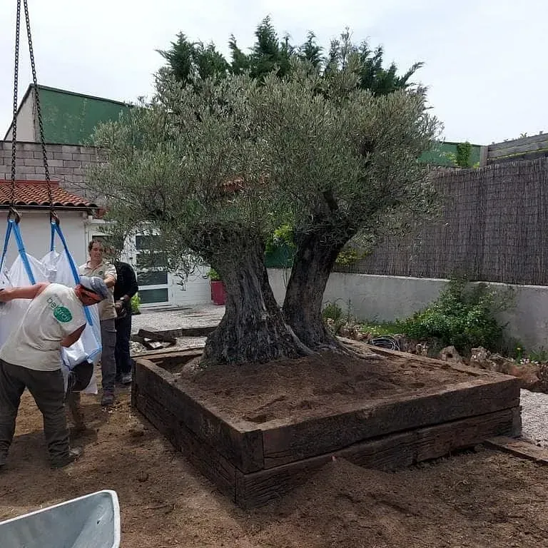 Un hombre está levantando un árbol grande con una grúa.
