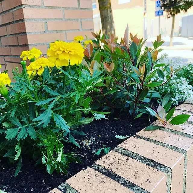 Una pared de ladrillos con flores amarillas y plantas verdes.