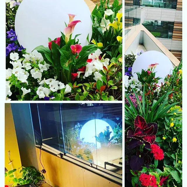 Un collage de tres imágenes de flores y plantas.