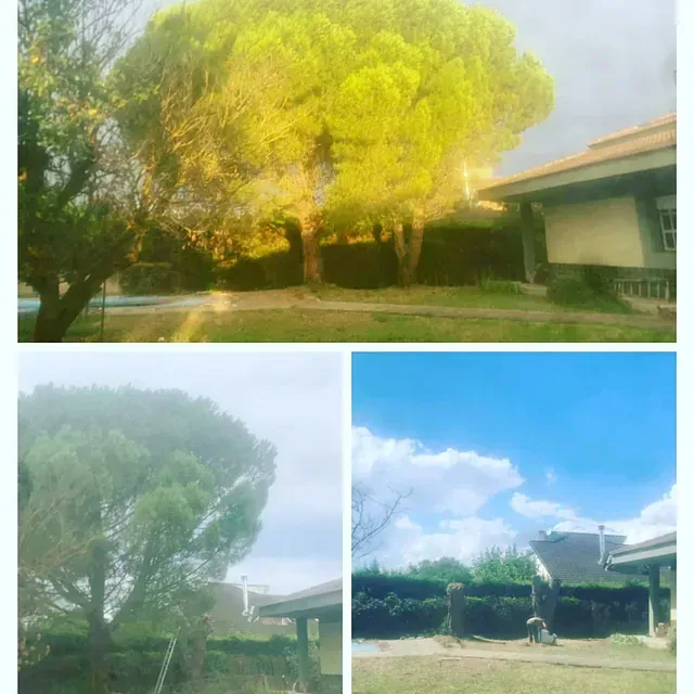 Un collage de cuatro imágenes de árboles y una casa.