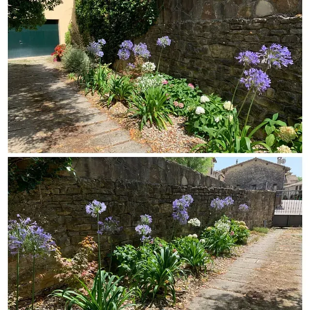 Una foto de antes y después de un jardín con flores moradas.