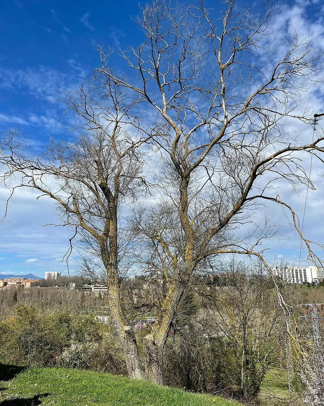 Un árbol sin hojas está parado en el medio de un campo.