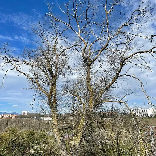Un árbol sin hojas está en medio de un campo.
