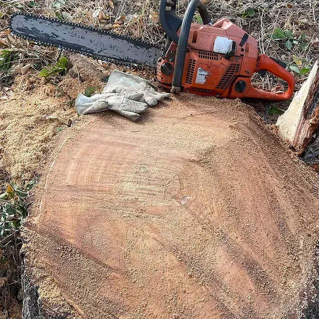 Una motosierra está colocada encima de un tocón de árbol.