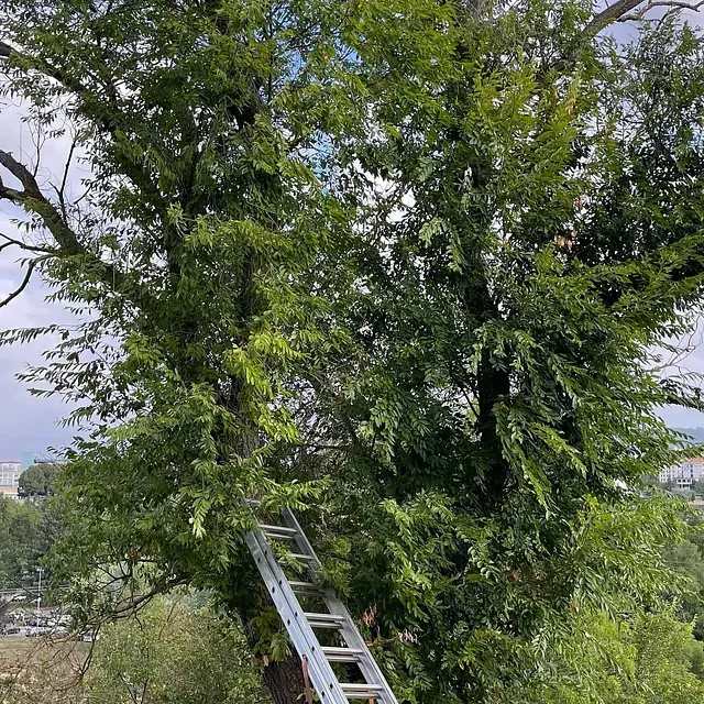 Una persona está parada en una escalera al lado de un árbol.