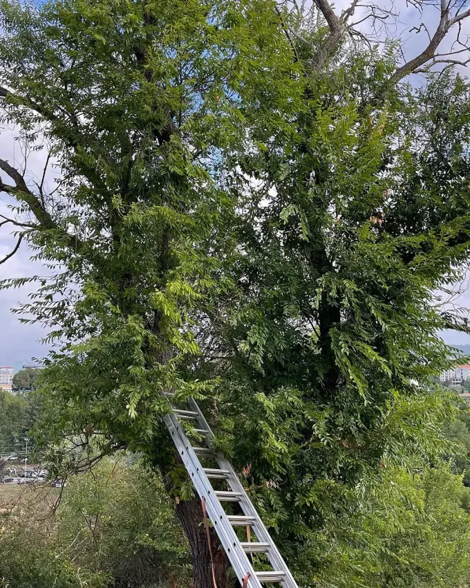 Una persona está parada en una escalera al lado de un árbol.