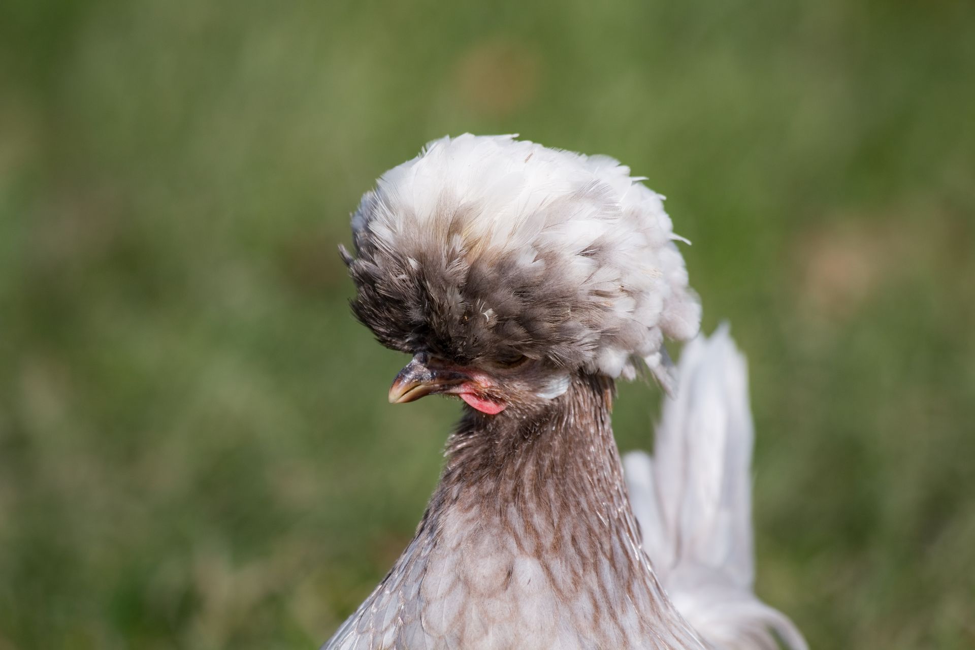 Poules hollandaises huppées