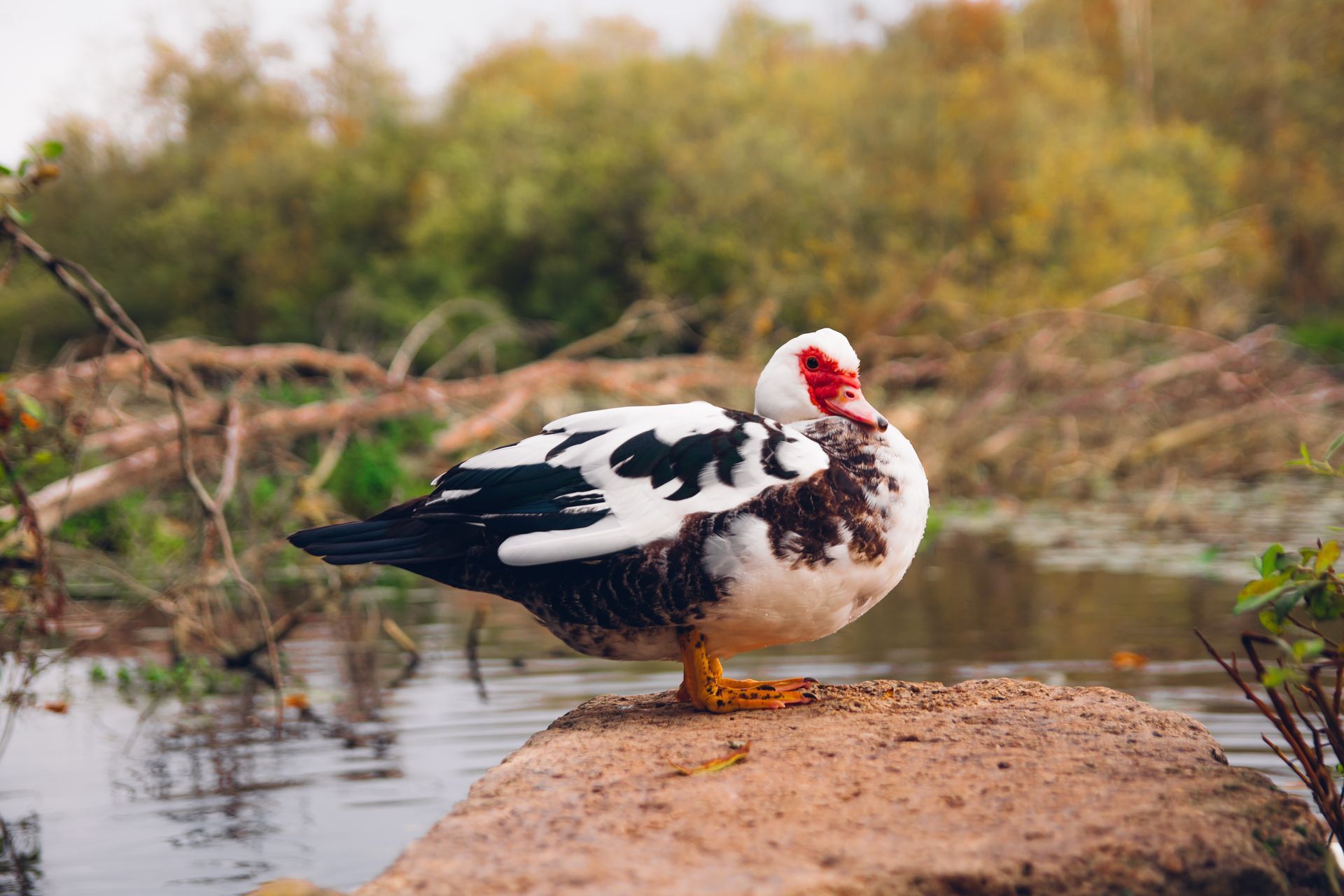 Les canards de barbarie