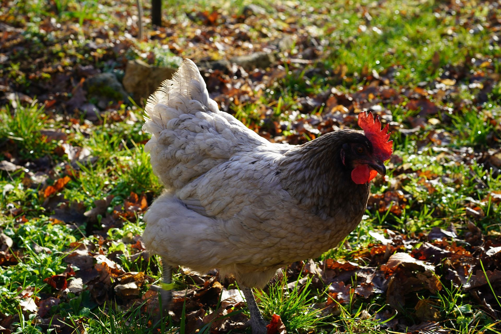 Poule pondeuse cendrée - volaille mixte (ponte et chair)