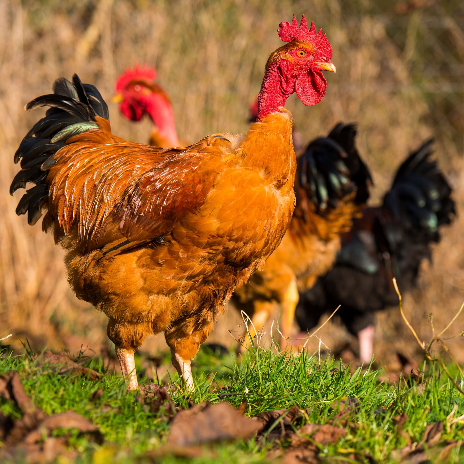 Cou-nu : croissance rapide et très bonne qualité de viande