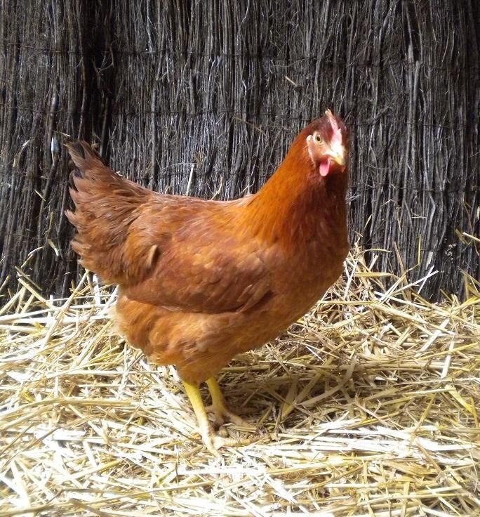 Poule pondeuse rouge - Très bonne pondeuse