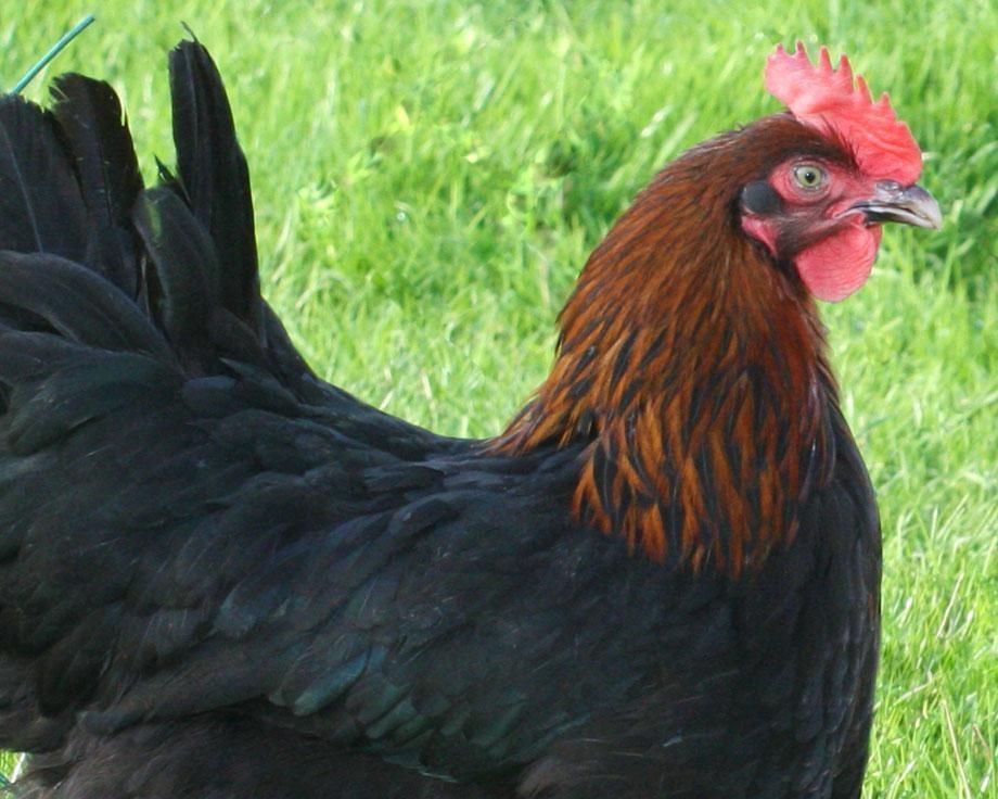 Poule pondeuse noire avec le collier doré