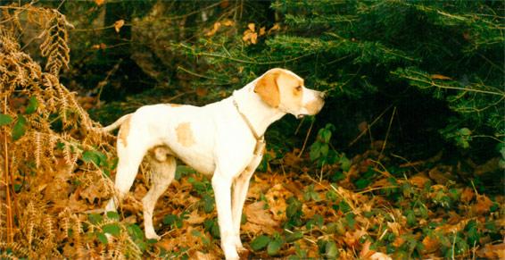 Pensions pour chiens, chats - et  Dressage chasseArrêt sur bécasse au bois