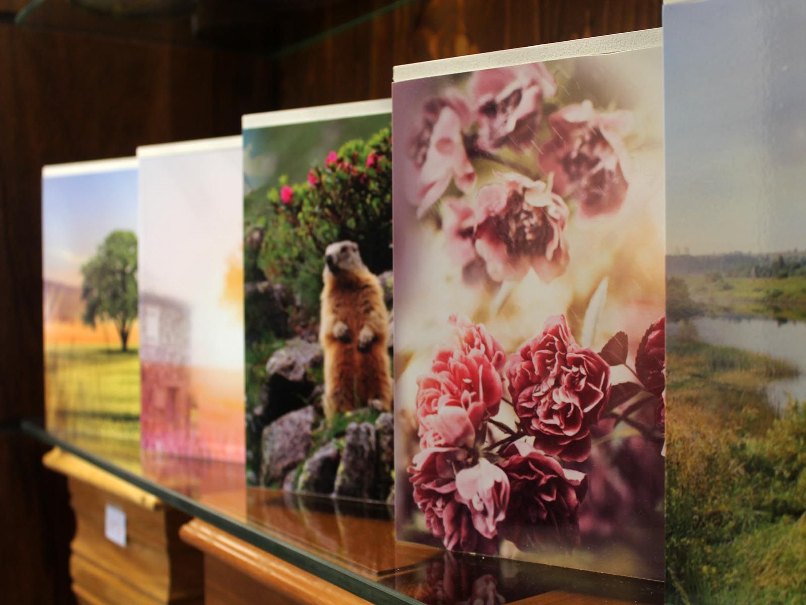 Cartes de vœux exposées : scènes de nature, notamment une marmotte, des roses et des paysages.