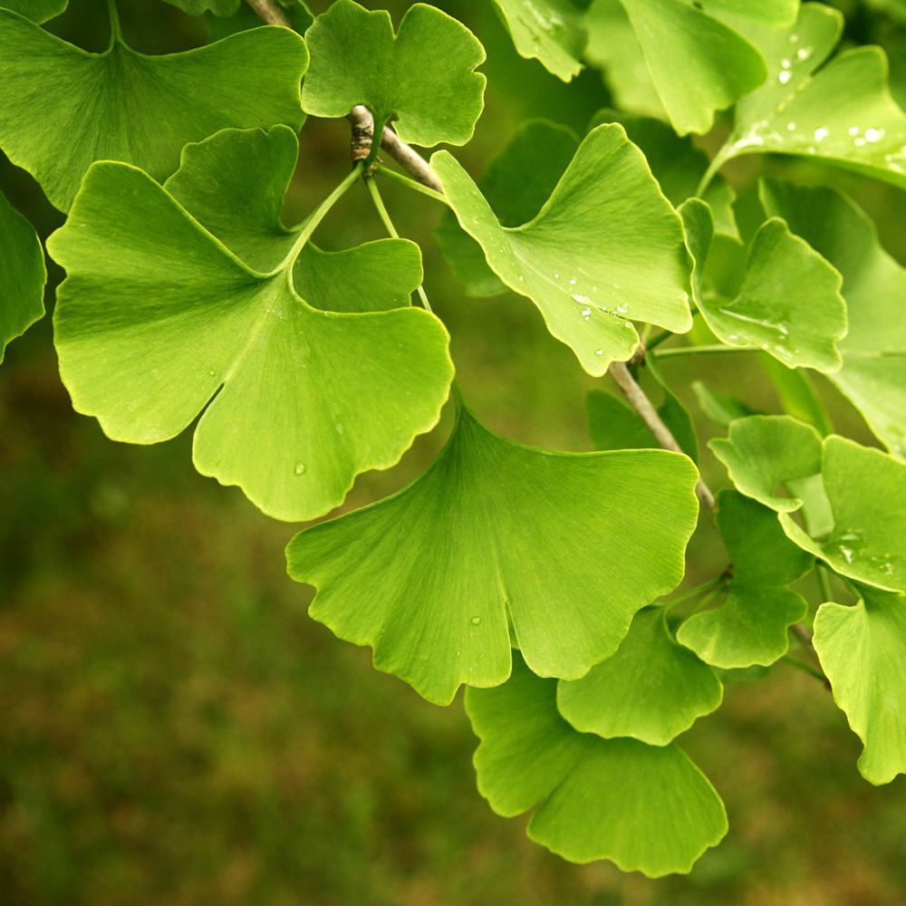 Blueme Ginkgo