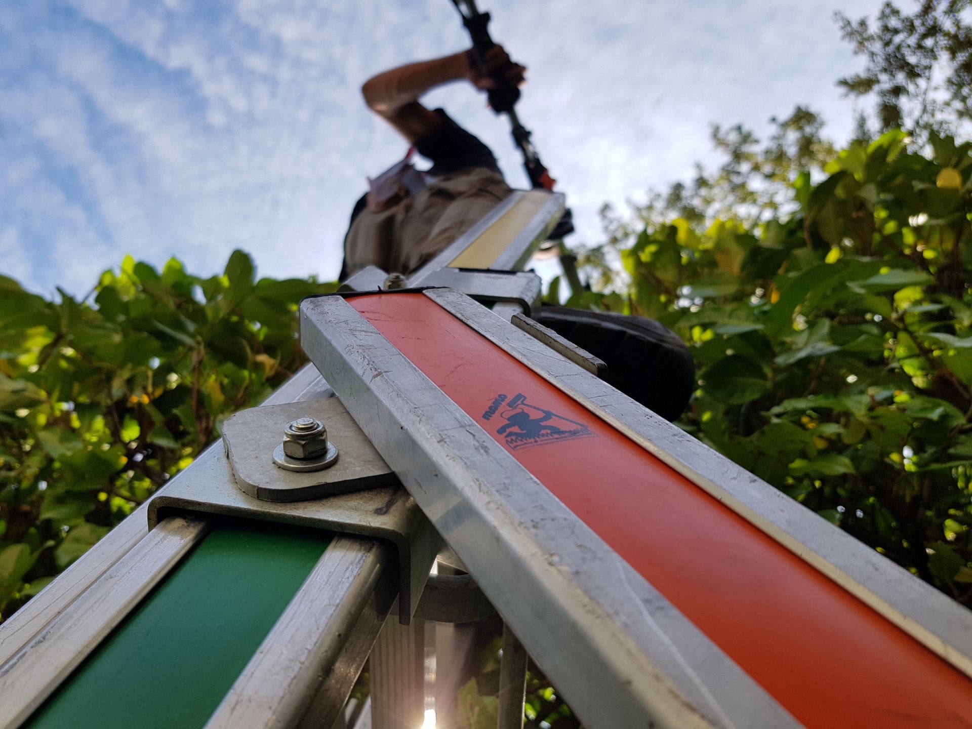 Pulizia taglio alberi