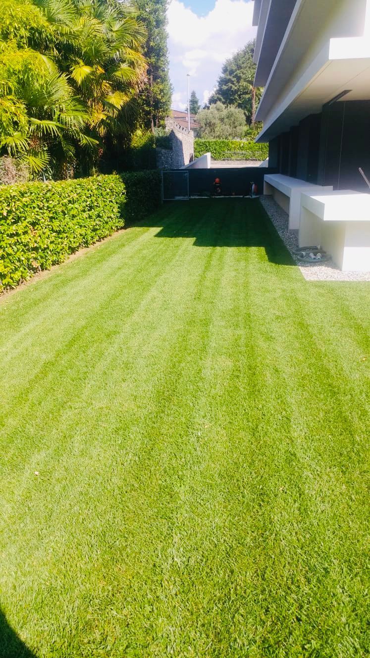 Pulizia taglio alberi