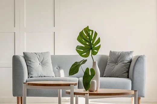 Un sofá gris claro con dos cojines, situado detrás de dos mesas de centro de madera con una planta monstera en un jarrón blanco.