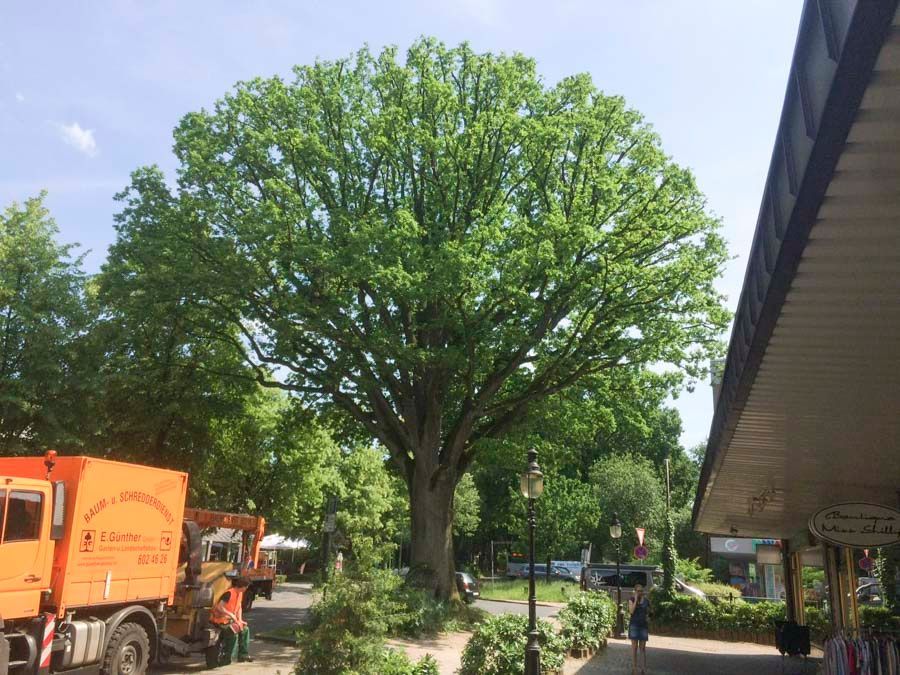 Edgar Günther GmbH Garten- und Landschaftsbau Rund um den Baum 09