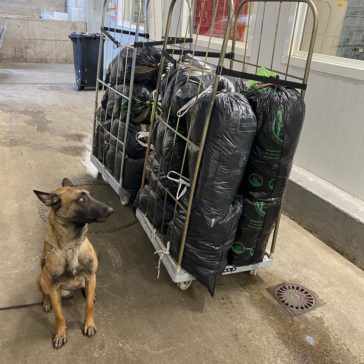 DetectDOG - Congélation