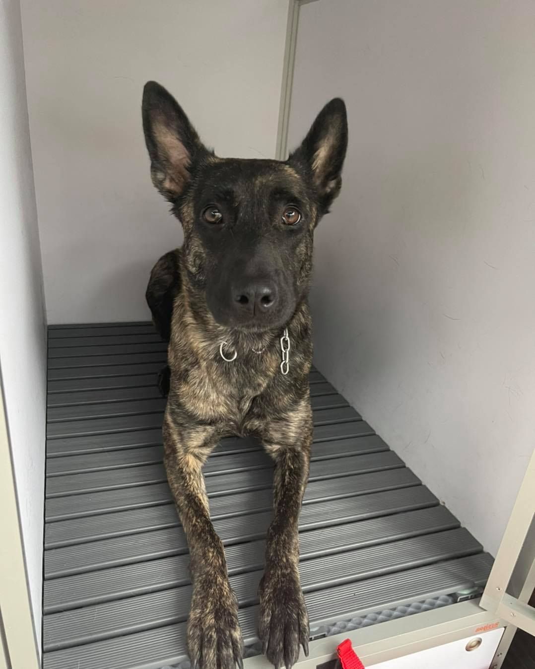 DetectDOG - Détection canine de punaises de lit