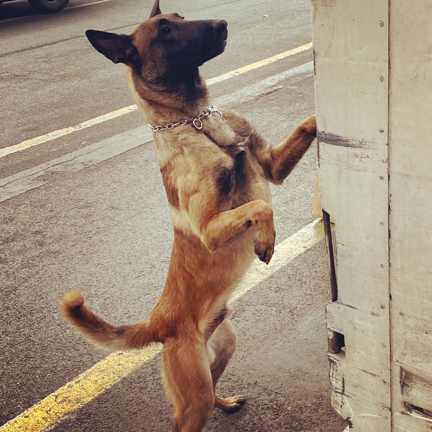 DetectDOG - Traitement de punaises de lit