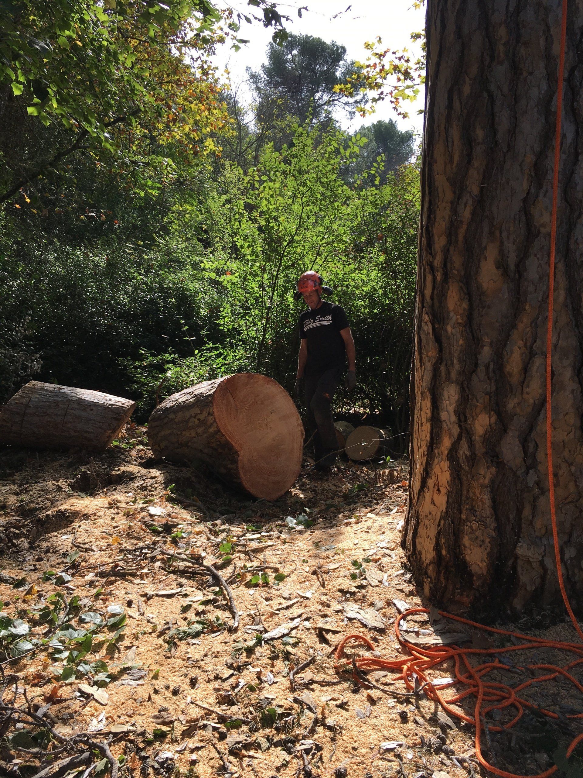 Abattage d'arbre