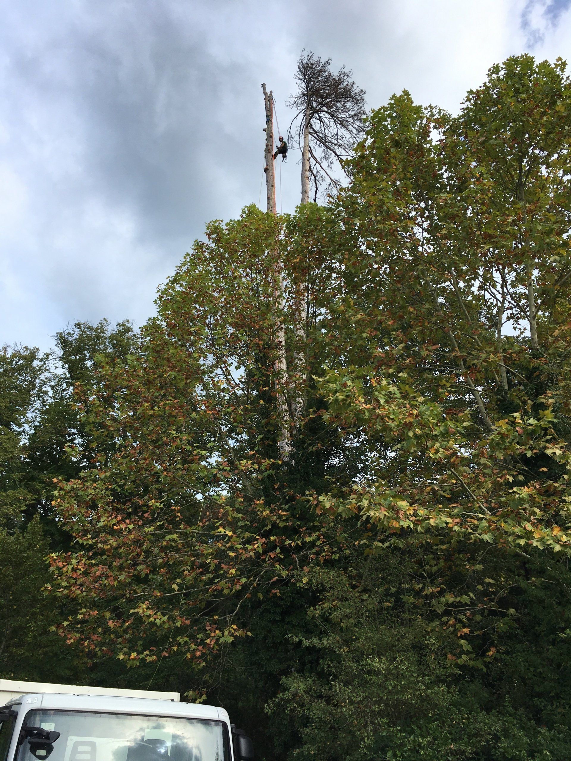 Élagage d'arbre de grande hauteur