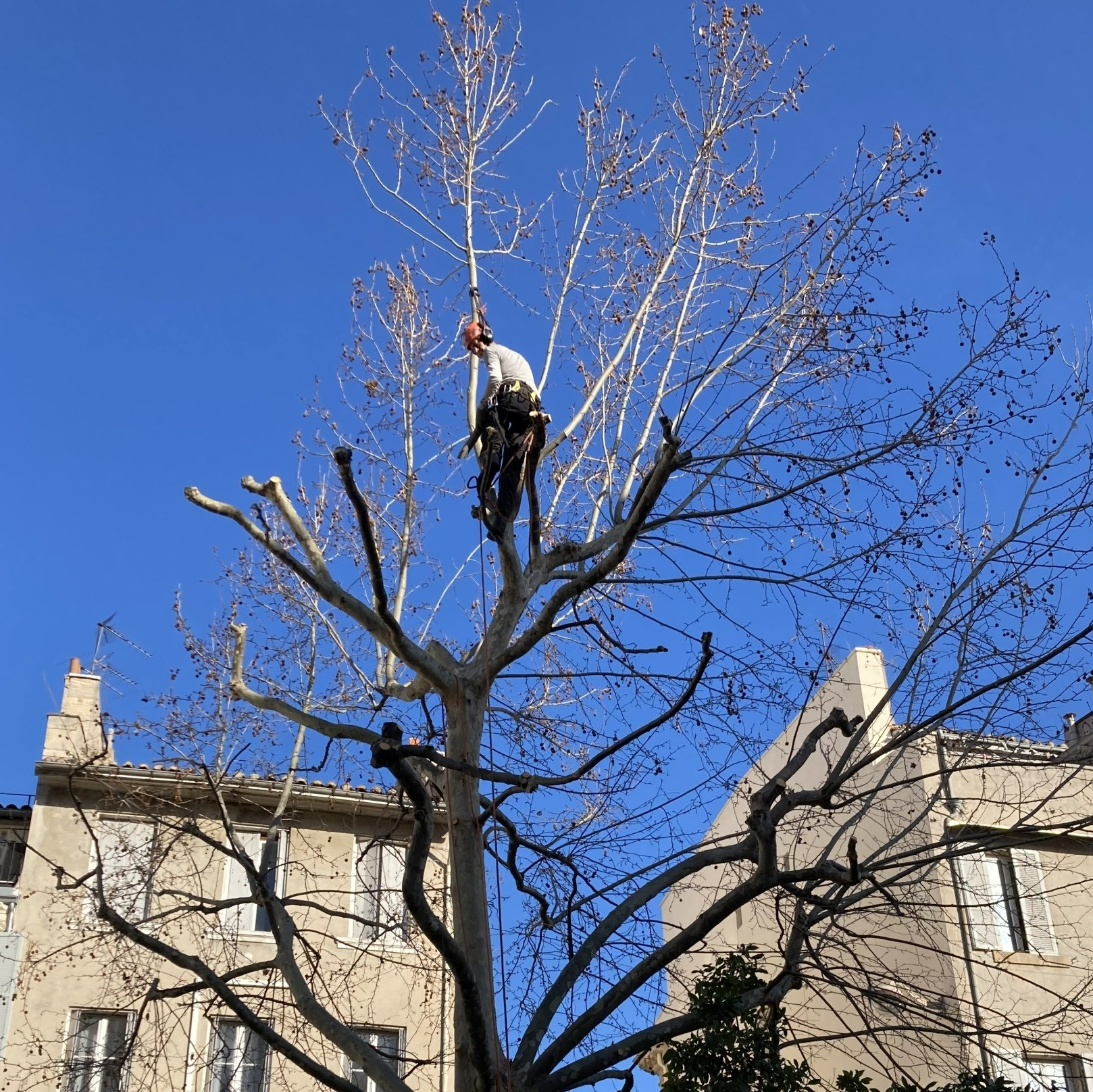 Élagage en hauteur