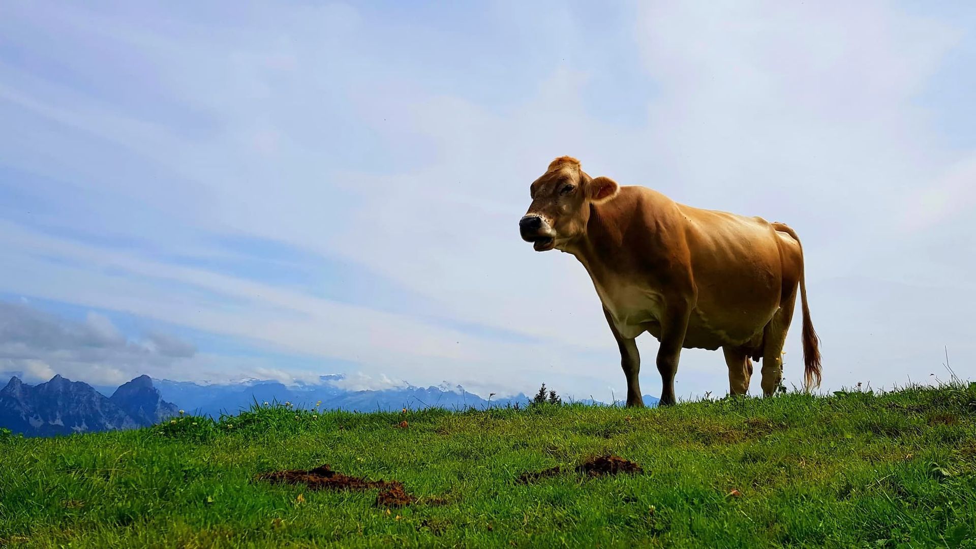 cow in the alps