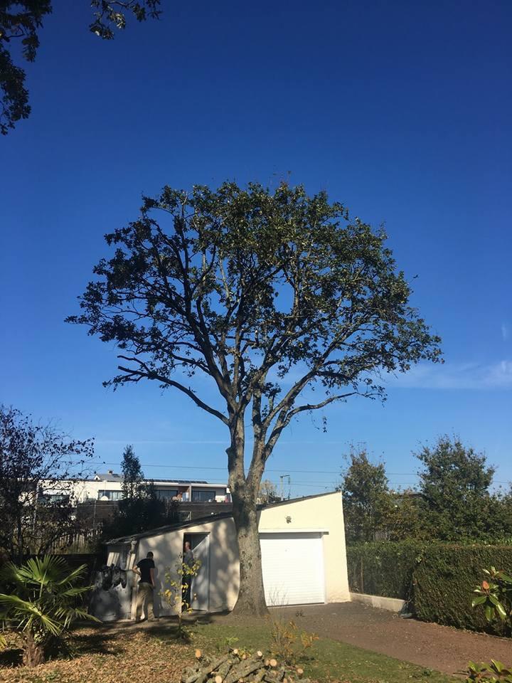 Élagage et taille d’arbres