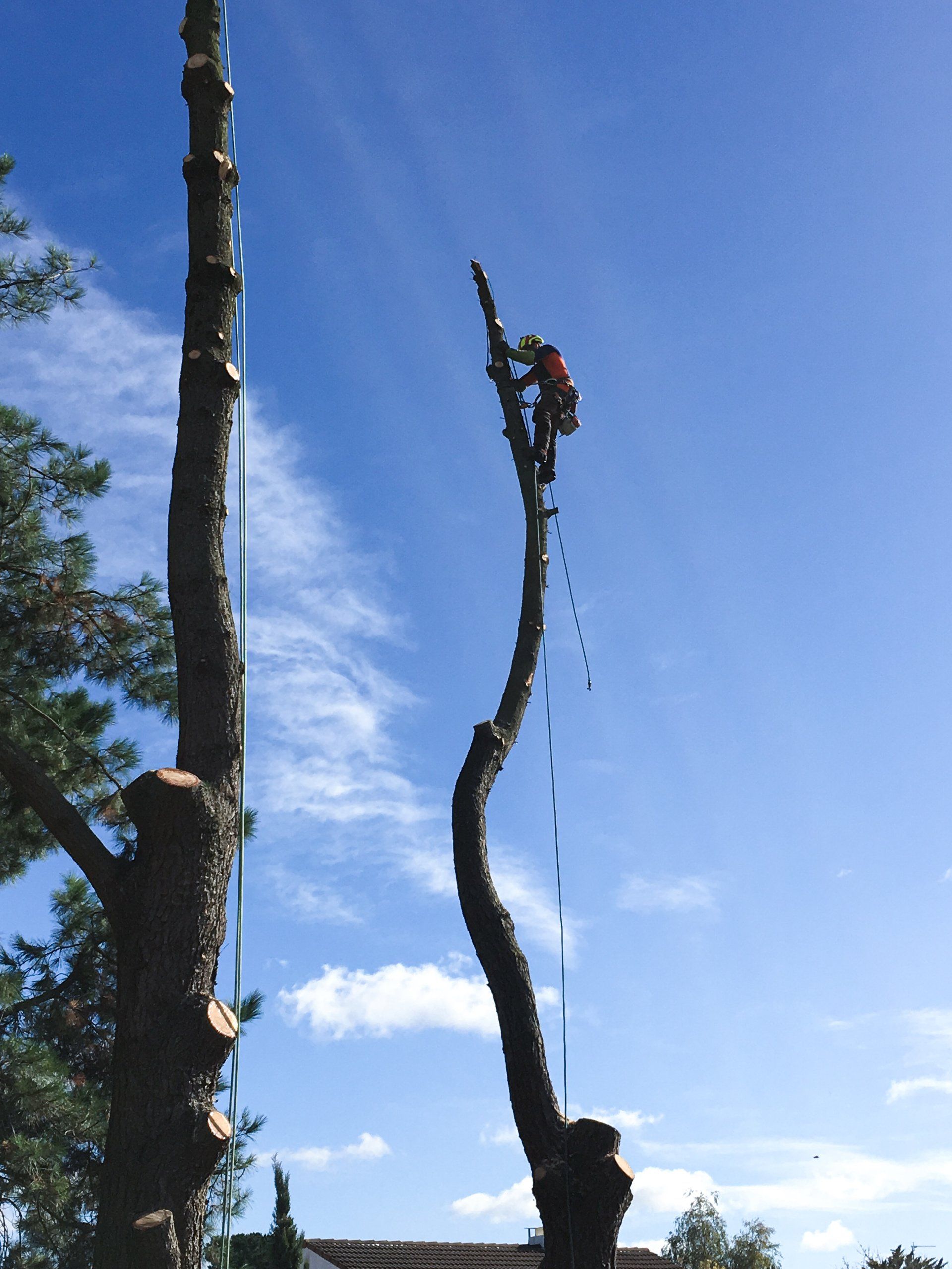 Abattage par démontage