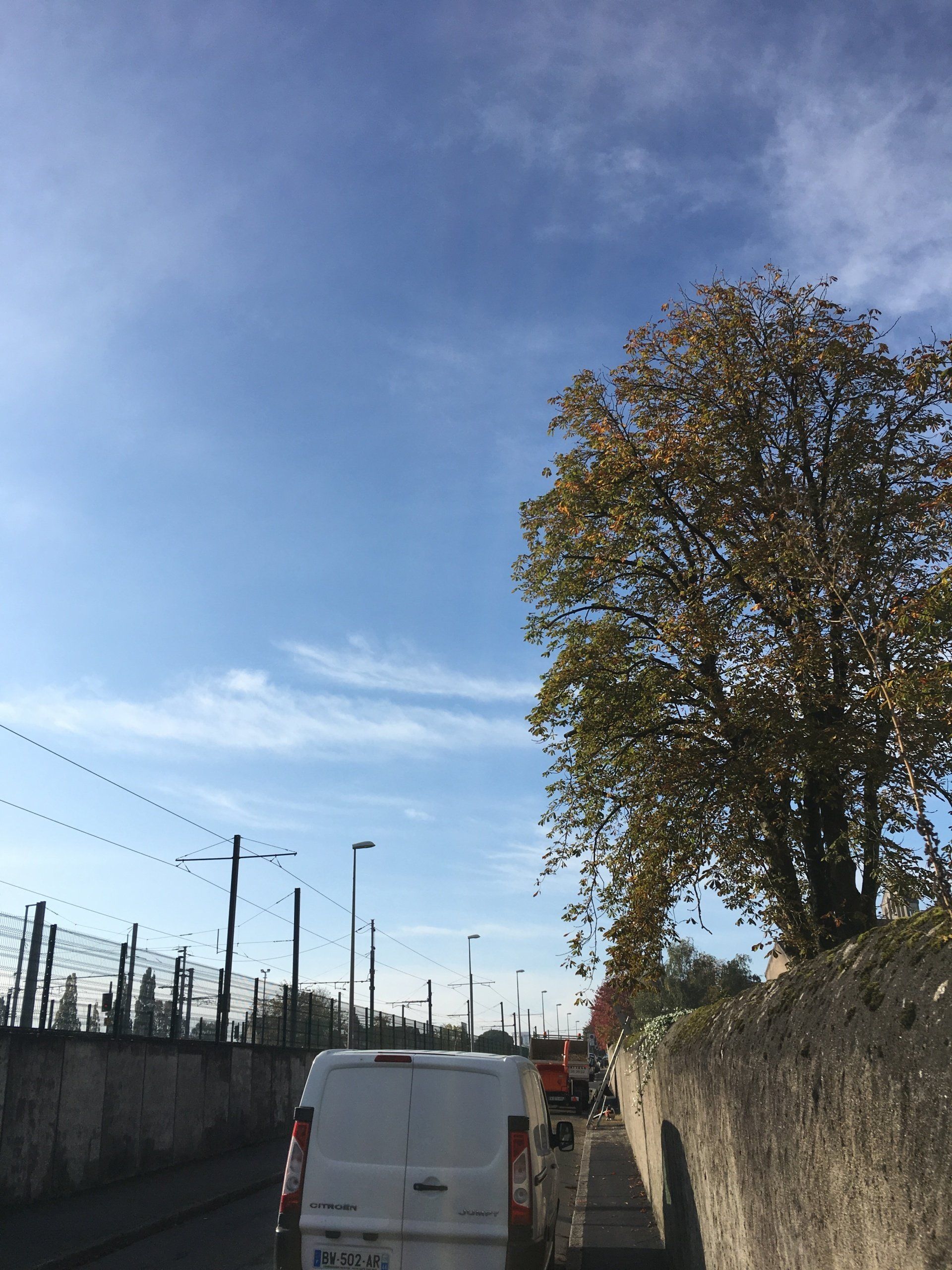 Élagage et taille d’arbres