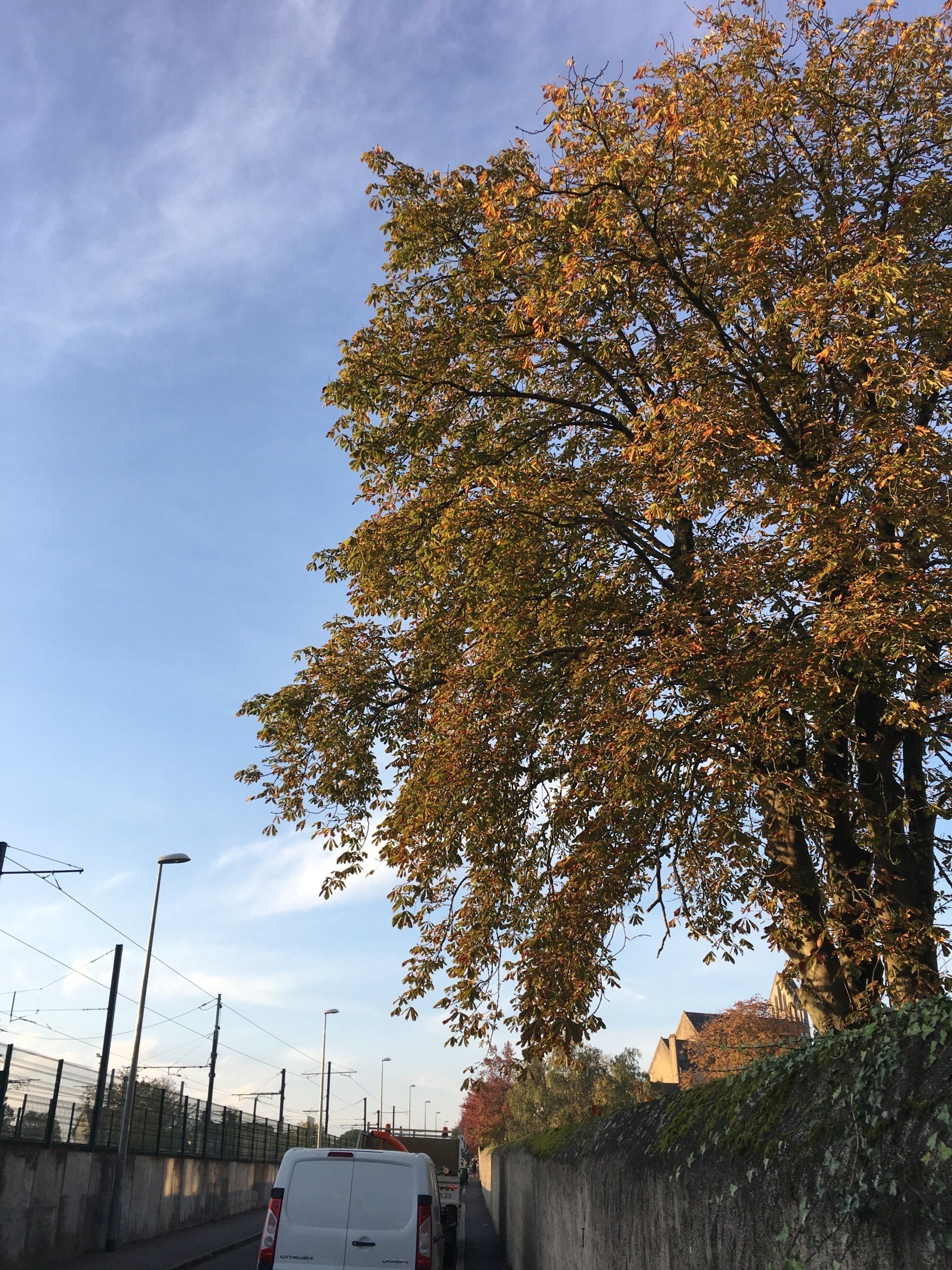 Notre élagueur-grimpeur en action