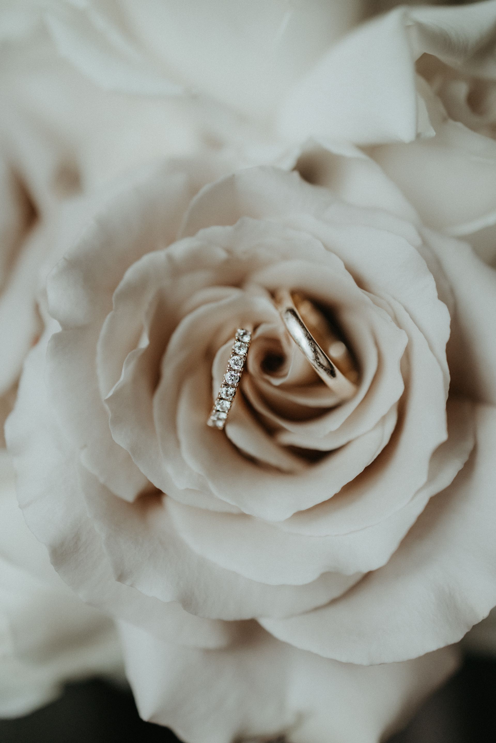 Eheringe auf blasser Rose, weichgezeichnet.