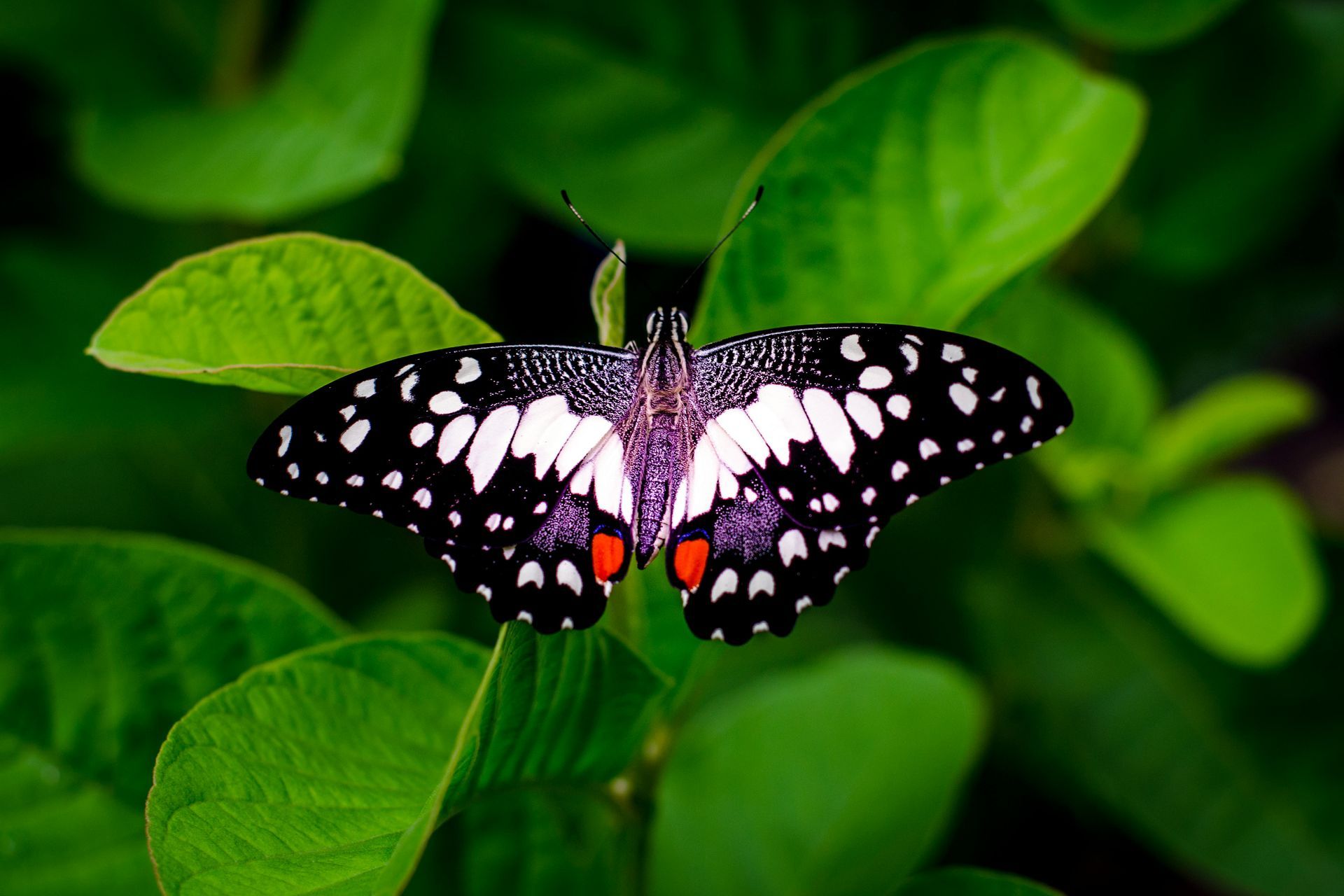 Schmetterling mit schwarz-weiß gefleckten Flügeln, der auf grünen Blättern sitzt.
