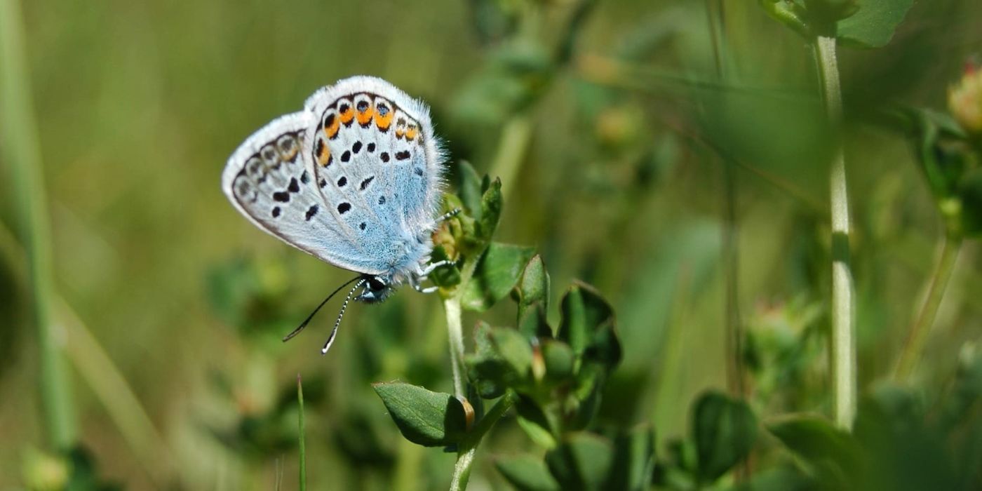 Ein blauer Schmetterling mit schwarzen Punkten sitzt auf grünen Blättern.
