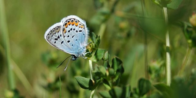Ein blauer Schmetterling mit schwarzen Punkten sitzt auf grünen Blättern.