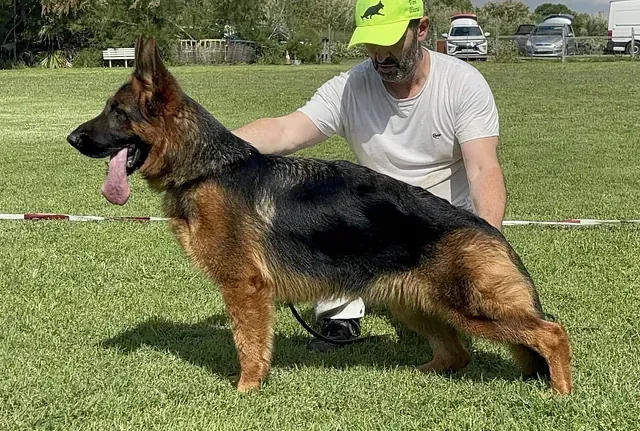 Un hombre está de pie junto a un perro pastor alemán en un campo.