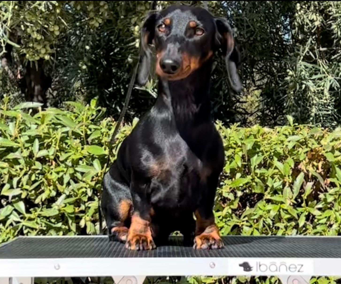 Un perro pastor alemán está de pie sobre una pasarela de madera.