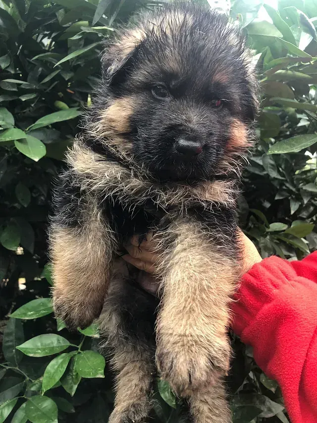 Una persona sostiene un cachorro de pastor alemán en sus manos.