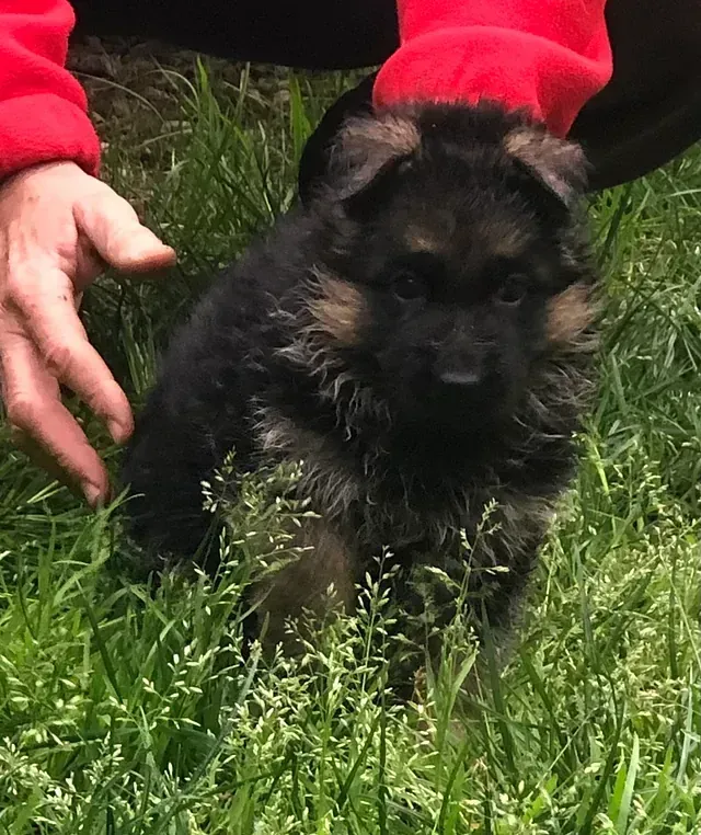 Una persona sostiene un cachorro en el césped.