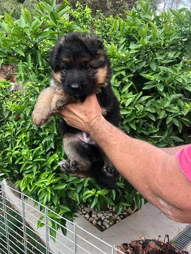 Una persona sostiene un cachorro de pastor alemán en sus manos.