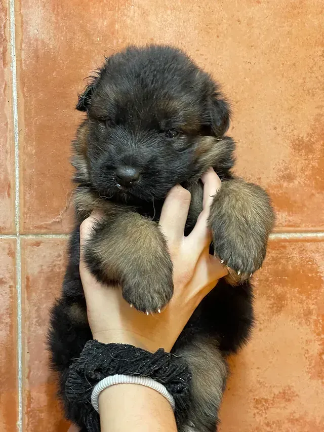 Una persona sostiene un cachorro de pastor alemán en sus manos.
