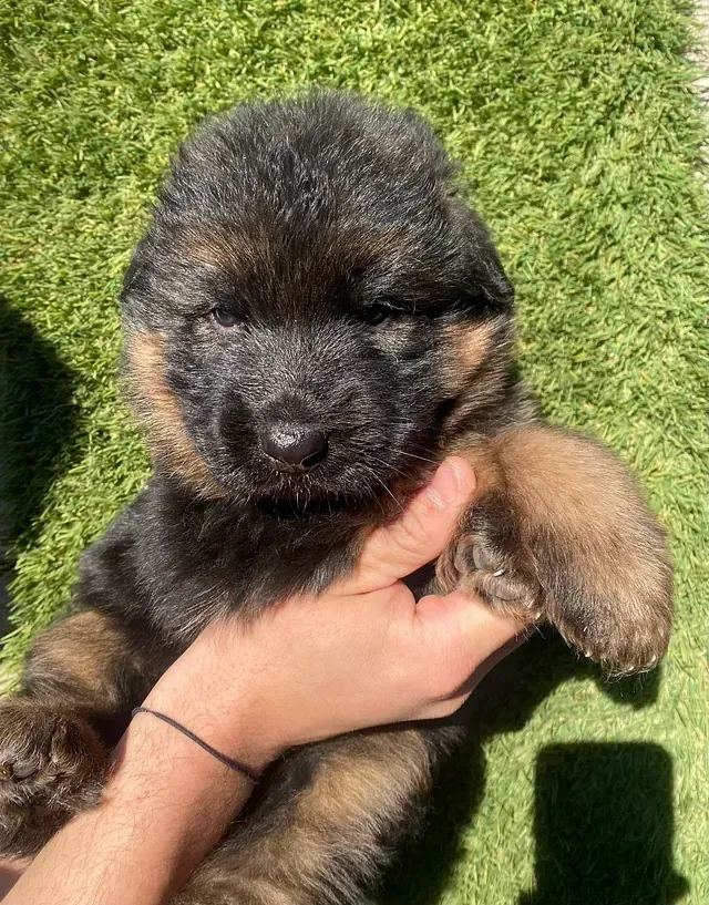 Una persona sostiene un cachorro de pastor alemán en sus manos.