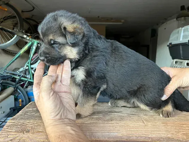 Una persona sostiene un cachorro de pastor alemán sobre una mesa de madera.