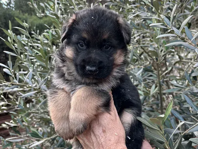 Una persona sostiene un cachorro de pastor alemán en sus manos.