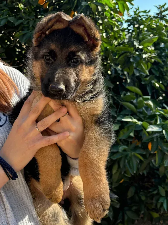 Una persona sostiene un cachorro de pastor alemán en sus brazos.