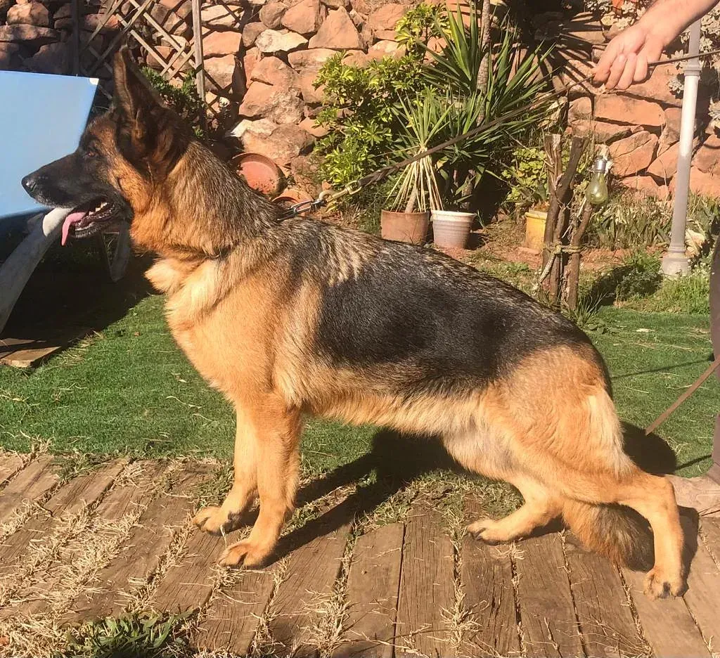 Un perro pastor alemán está de pie sobre una terraza de madera.